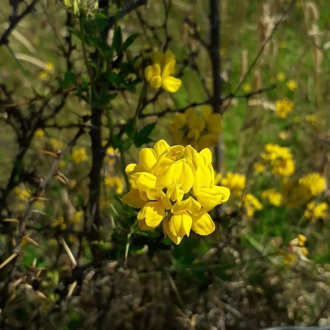 Flora